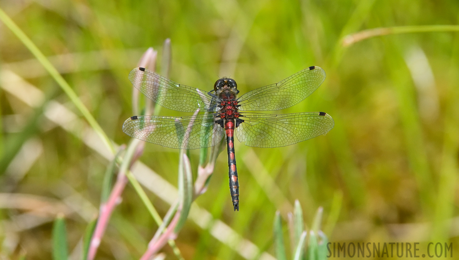 Leucorrhinia hudsonica [400 mm, 1/1600 Sek. bei f / 9.0, ISO 1600]